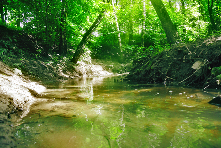Deep spring forest with a sunny day with a bright green foliage under the rays of the Sun.の写真素材