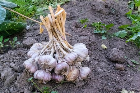 Fresh raw organic vegetables in the garden, Ripe garlic in a large bundle.The concept of autumn vegetables. Harvest. Gardening. Fruits and vegetables. Ingredients from healthy food.close upの写真素材