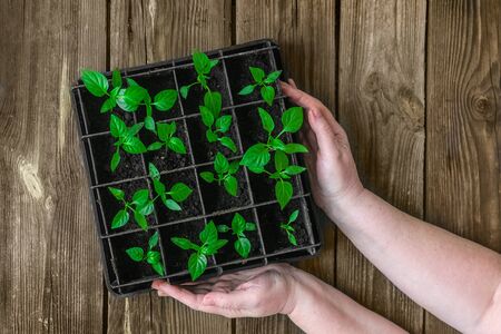 Garden and vegetable garden.Spring planting.Young pepper sprouts in a box in a woman 's hands.Green seedlings on a wooden table.Green sprouts in the ground.Banner.Flowers.Copy space.Flat lay.Mock upの写真素材
