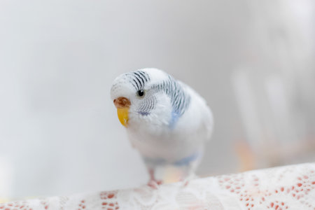 A white budgie sits on a cage. Close-up. Soft focus. Veterinary medicine. Treatment of birds and animals. Pets. copy space. Flat layの写真素材