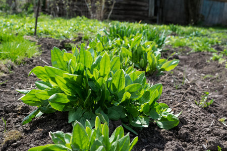 Garden and vegetable garden.Spring planting.Sprouted bushes of young sorrel in the beds.Eco-friendly...