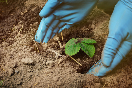 Garden and vegetable garden.Spring planting. Seniora plants sprout strawberry in ground in the beds.Eco-friendly cultivation of vegetables and fruits.Spring festival.floriculture.agriculture.close up.の写真素材