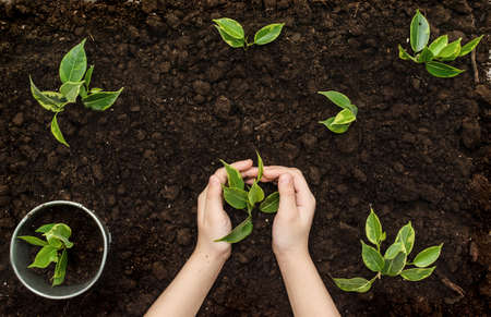Little seedling in black soil on child hand next to the garden rake and shovel.Spring planting.の写真素材