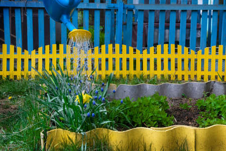 Garden and vegetable garden.Spring planting.Seniora plants the seeds in the ground and waters them with a watering can.Eco-friendly cultivation of vegetables and fruits.Spring festival.close up.の写真素材