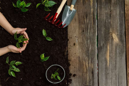Little seedling in black soil on child hand next to the garden rake and shovel.Spring planting.Garden and vegetable garden.Save our planet.Zero waste.Earth day concept.top view.Flat lay.Copy spaceの写真素材