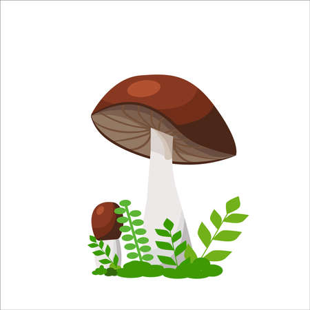 An illustration of mushrooms. Forest mushrooms brown in green young grass on a white background. Flat lay. Banner or poster. Vector.のイラスト素材