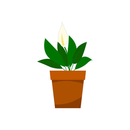 A young spathiphyllum flower blooming with green leaves. Home plants in a pot, home garden. Vector illustration on a white background.cartoon.のイラスト素材