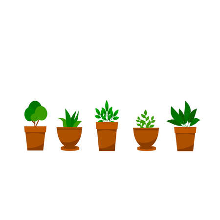 Young indoor flowers with green leaves. Home plants in a pot, home garden. Vector illustration on a white background.cartoon.のイラスト素材