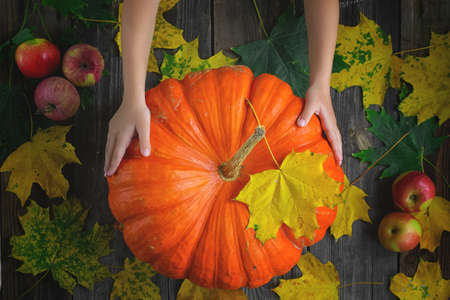 Ripe autumn pumpkin with leaves and apples on wooden table.Girl is holding large orange pumpkin. Autumn background. Harvest festival. Halloween.Banner for sale or greeting card. top view. Flat layの写真素材