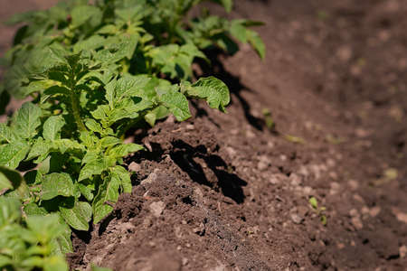 Fresh new potatoes grow in a bed in the garden on the farm. Gardening. A greeting card or banner for...