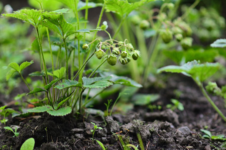 Fresh green strawberries grow in a garden bed on the farm. Gardening and gardening. A greeting card or banner for a sale for the spring festival or the autumn harvest festivalの写真素材