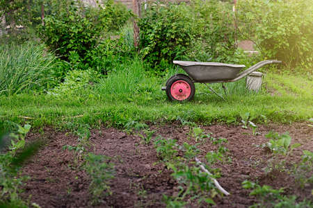 Photo of a vegetable garden with beds of potatoes and other vegetables next to a garden wheelbarrow....