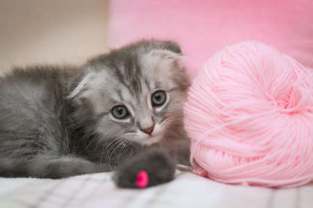 A small gray kitten is sitting at home on a warm blanket on the bed next to balls of thread and a...