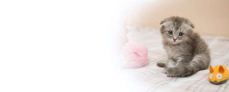 A small gray kitten is sitting at home on a warm blanket on the bed next to balls of thread and a toy plush mouse. The kitten looks at the camera. bannerの写真素材
