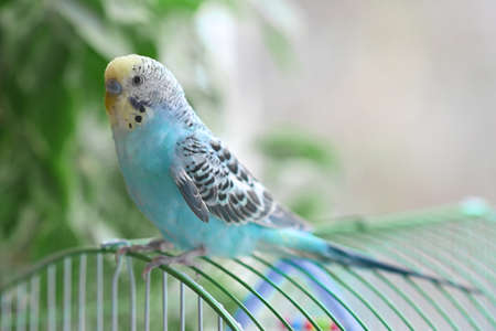 A blue budgie sits on a cage. Close-up. Soft focus. Veterinary medicine. Treatment of birds and animals. Petsの写真素材