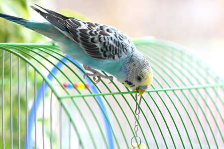 A blue budgie sits on a cage. Close-up. Soft focus. Veterinary medicine. Treatment of birds and animals. Petsの写真素材