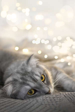 Christmas cat lies in bright garlands on a warm knitted blanket. Close-up. Authentic Christmas photo. Holidays and celebrations. Greeting card. Verticallyの写真素材