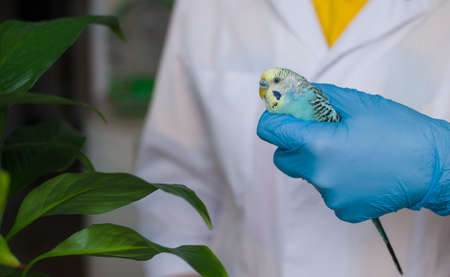 A veterinarian in a white coat holds a small budgie in his hands. soft focus. veterinary medicine. Treatment and observation of birds and petsの写真素材