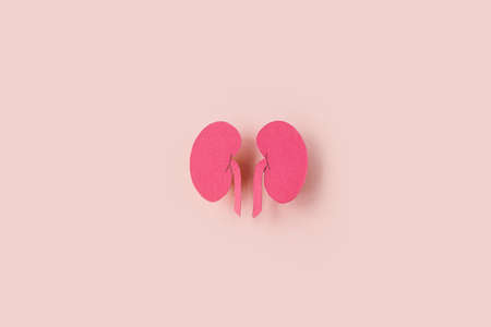 world kidney day. Kidney shaped paper on pink background. National Organ Donor Day. Kidney health concept. top view banner. copy spaceの写真素材