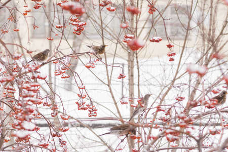 A fieldfare is a member of the thrush family Turdidae. A flock of thrush birds flew to a rowan tree in winter and eats red ripe berries. migratory birds. close up. Full HDの写真素材
