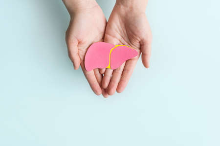 world hepatitis day. Adult hands holding donation liver on blue background. Awareness of prevention and treatment of viral hepatitis. Liver cancer. world cancer day. copyspace. banner.の写真素材