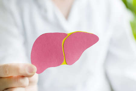 world hepatitis day. Doctor woman holding in her hands donation liver on pink background. Awareness...
