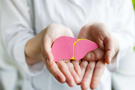 world hepatitis day. Doctor woman holding in her hands donation liver on pink background. Awareness of prevention and treatment of viral hepatitis. Liver cancer. world cancer day. banner. close upの写真素材