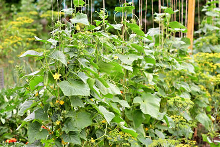 Young cucumbers in the garden on vertical bushes close-up. Gardening on the farm. Fresh harvest of...