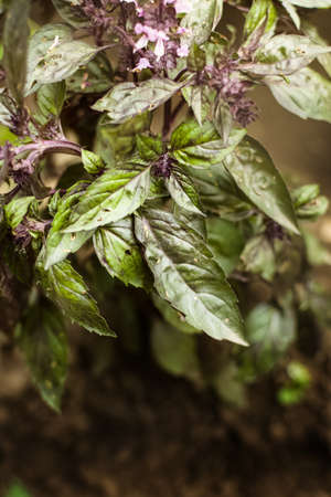 Basil on the garden bed. A young purple basil bush grows outside in the garden. spicy herbs. Crop...