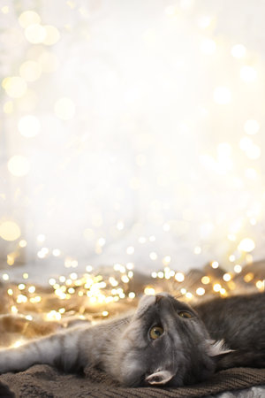 A New Years cat lies in garlands and lights on a warm knitted blanket. Authentic Christmas photo. verticalの写真素材