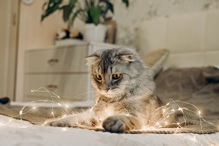 A cat and a Christmas garland. The dangers of Christmas tree decorations for pets. Veterinary advice on pet care. Christmas baubles are danger pet friendlyの写真素材