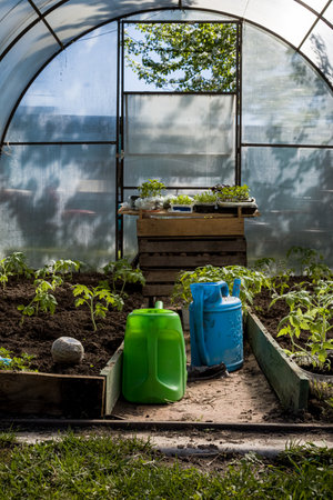 Greenhouse. Spring planting of vegetables and seedlings at the farm. Sprouting seedlings in a box. Growing crops and vegetables. Healthy eco-friendly food and spices.の写真素材