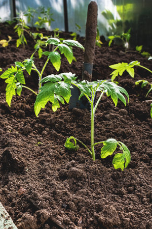 Spring planting of vegetables and seedlings at the farm. Sprouting seedlings in a box. Growing crops and vegetables. Healthy eco-friendly food and spices.の写真素材