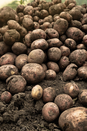 Harvest potatoes. Autumn harvest. A grounded, hands-on moment of harvest and organic farming. Freshly harvested potatoes in a field. Harvesting potatoes organic. Agriculture and farming.の写真素材