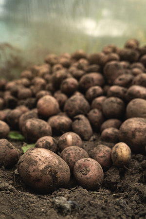 Harvest potatoes. Autumn harvest. A grounded, hands-on moment of harvest and organic farming. Freshly harvested potatoes in a field. Harvesting potatoes organic. Agriculture and farming.の写真素材