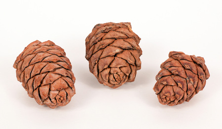 Pine cones isolated on a white background
