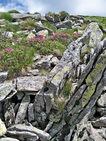 a charming Carpathiansの写真素材