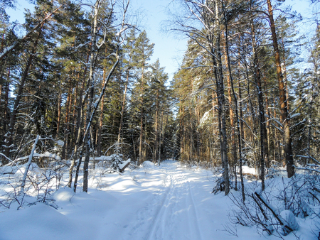 Sunny wild winter forest in russia.の写真素材