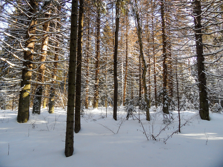 Sunny wild winter forest in russia.の写真素材