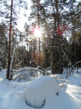 Sunny wild winter forest in russia.の写真素材