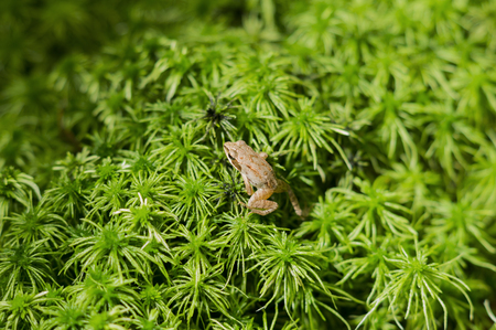 Frog in a  summer green grassの写真素材