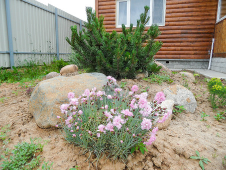 Summer flowers in a countryside in a north european zoneの写真素材