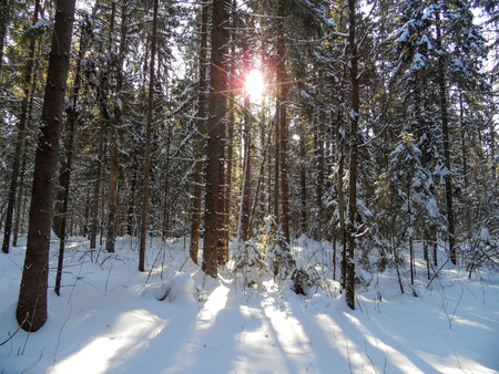 Sunny wild winter forest in russia.の写真素材