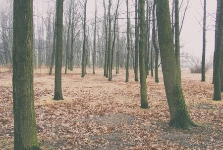 Quiet park in the foggy morning
