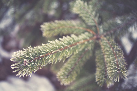 pine branch in frost morning