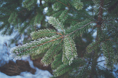 Pine tree covered with frost
