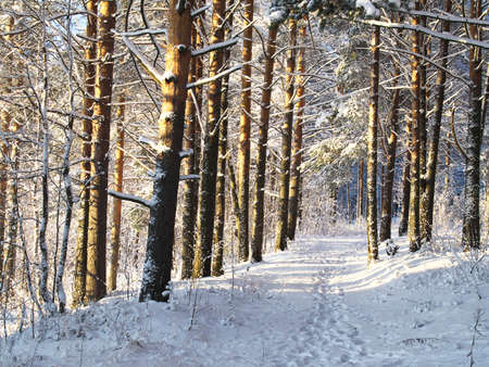 Path in winter forestの写真素材