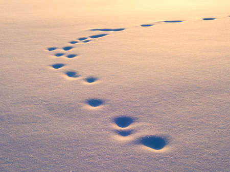 Animal tracks in snow, natural background