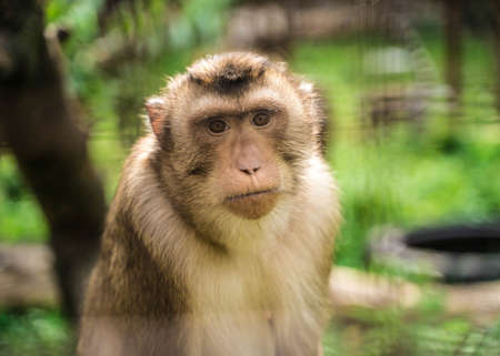 animal monkey is sitting on the tree in the zooの写真素材