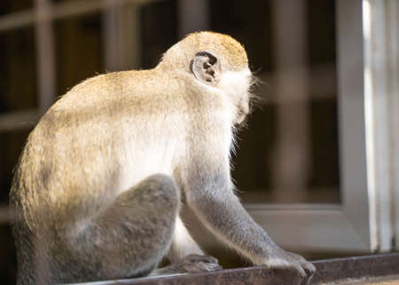 animal monkey is sitting on the tree in the zoo